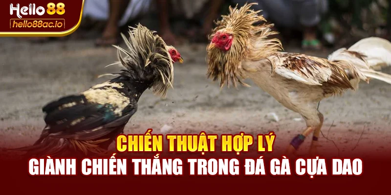 Chiến thuật hợp lý giành chiến thắng trong đá gà cựa dao